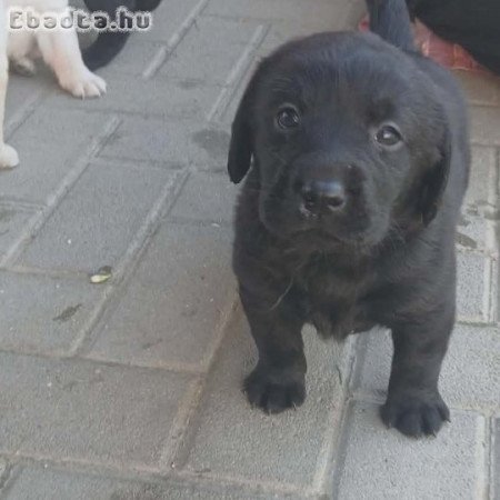 Labrador kölykök szerető gazdit keresnek