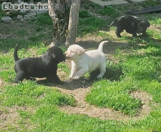 Labrador kölykök szerető gazdit keresnek