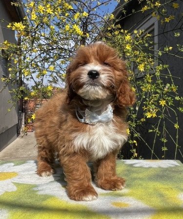 Cavapoo x törpe uszkár