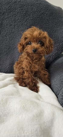 Red teacup fajtiszta jellegű uszkár kiskutya