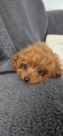 Red teacup fajtiszta jellegű uszkár kiskutya