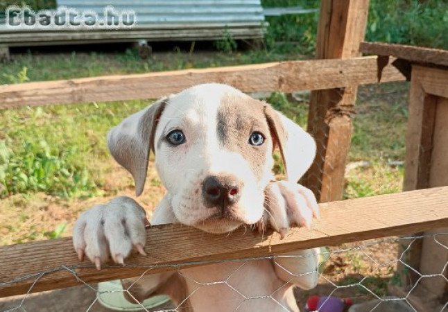 Staffordshire terrier Kan kiskutya