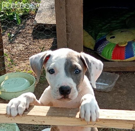 Staffordshire terrier Kan kiskutya