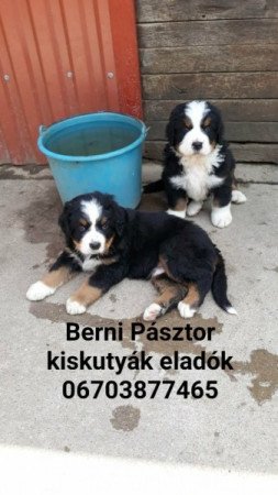 Berni Pásztor