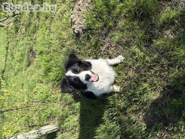 6 hónapos Border Coolie  szerető gazdit keres.
