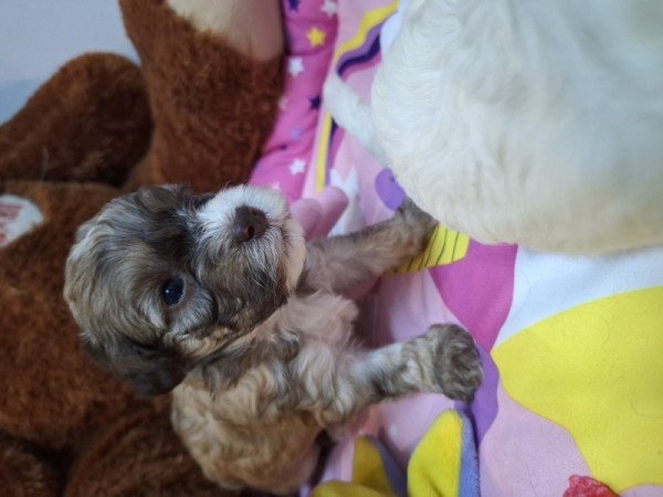 Bichon Havanese