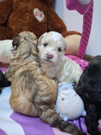 Bichon Havanese