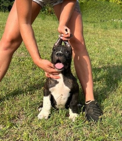 Argentin Dog x Cane Corso