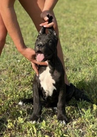 Argentin Dog x Cane Corso