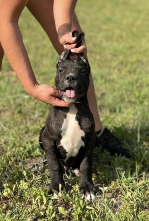 Argentin Dog x Cane Corso