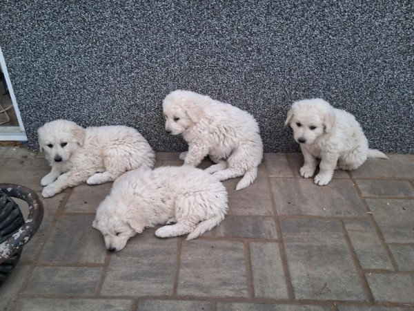 Kuvasz
