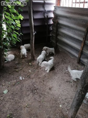 Komondor kiskutyák eladók.