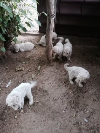 Komondor kiskutyák eladók.