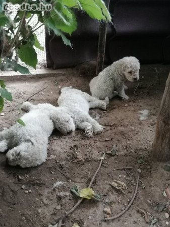 Komondor kiskutyák eladók.