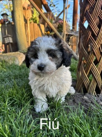 Bischon Havanese