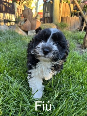 Bischon Havanese