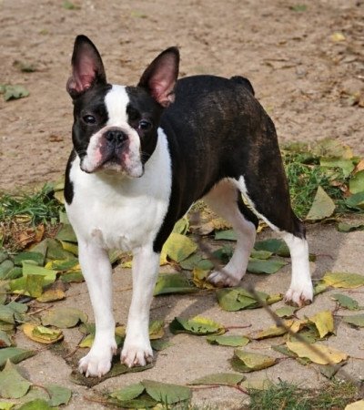 Boston terrier
