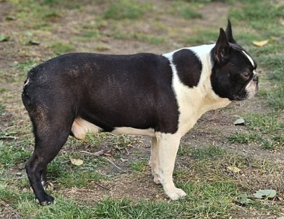 Boston terrier