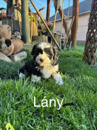 Bischon Havanese