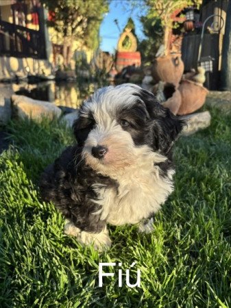 Bischon Havanese