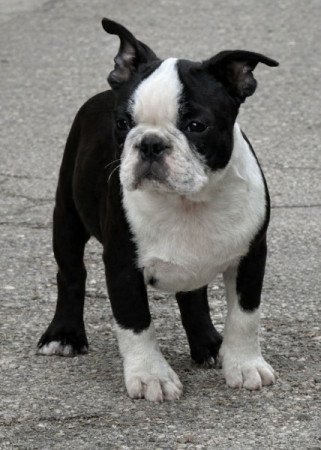 Boston terrier