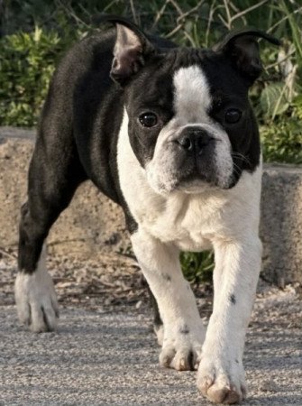 Boston terrier