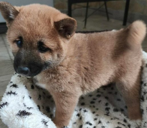Shiba inu