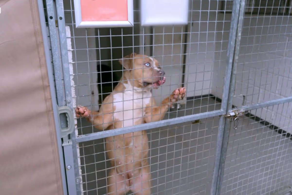 Rémisztő körülmények között tartott kutyák