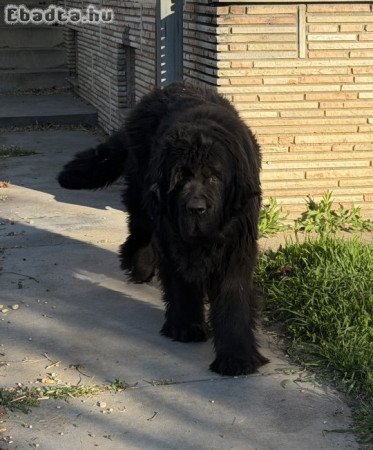 Új-funlandi kutya eladó