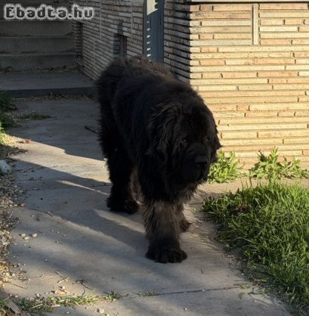 Új-funlandi kutya eladó