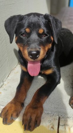 Rottweiler jellegű