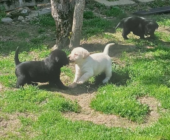 Labrador retriever