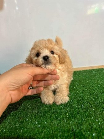 Máltai+uszkár=Maltipoo havanese bichon