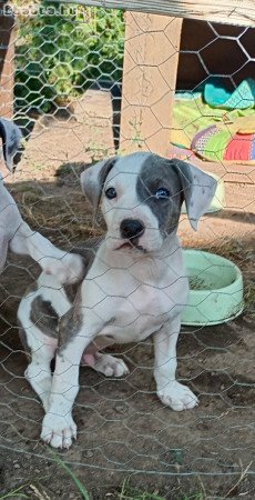 Staffordshire terrier jellegű Kan kiskutya