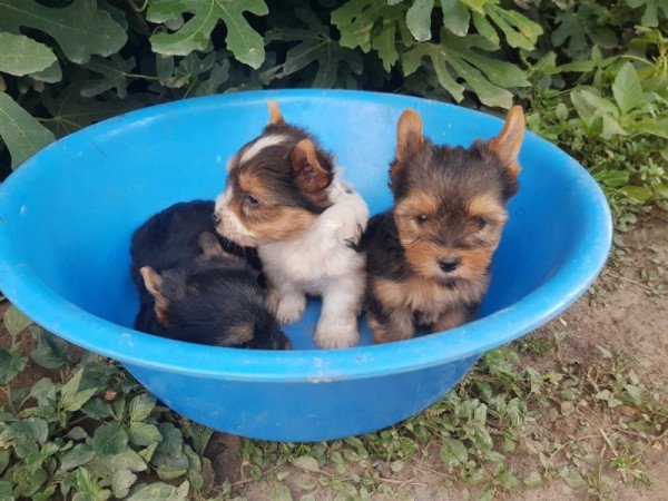 Yorkshire terrier