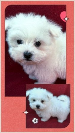 Bichon havanese