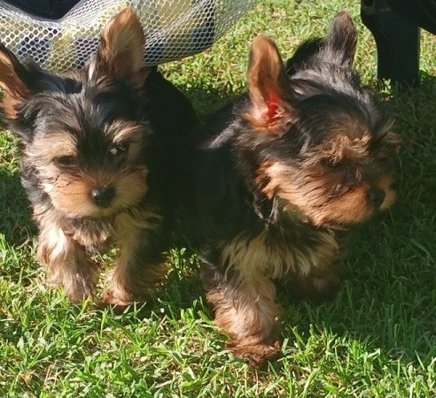 Yorkshire terrier