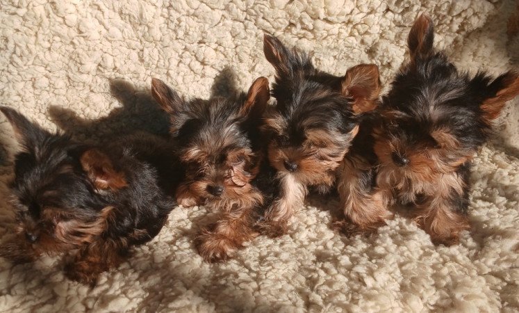 Yorkshire terrier