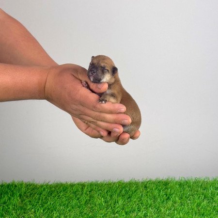 Törzskönyves Shiba Inu kiskutya