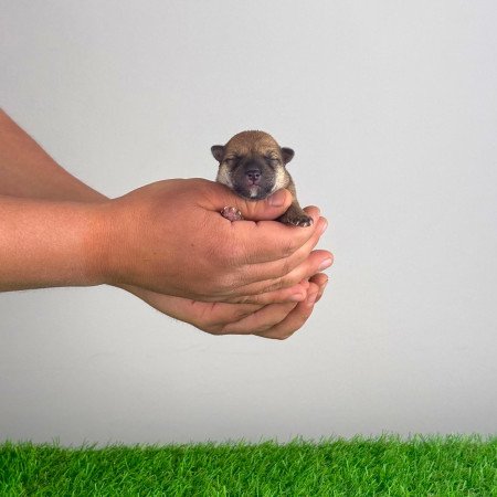 Törzskönyves Shiba Inu kiskutya