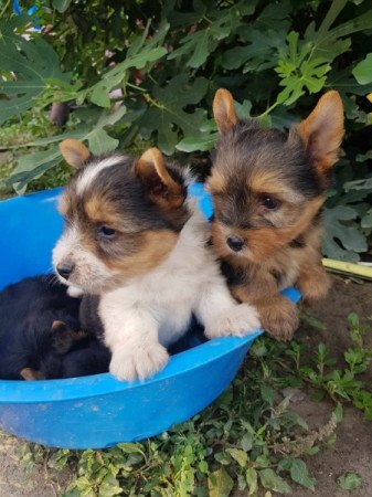 Yorkshire terrier