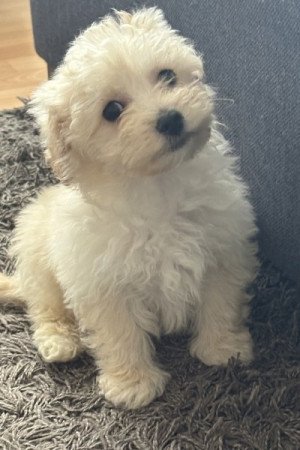 Maltipoo