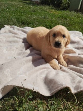 Golden retriever