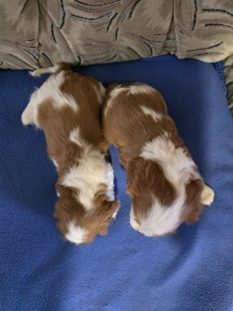 cavalier king charles spániel