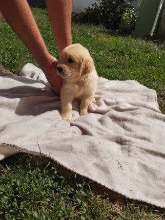 Golden retriever