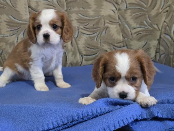 cavalier king charles spániel