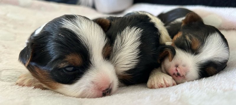 Biewer yorki