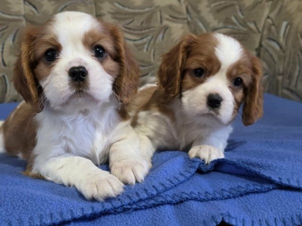cavalier king charles spániel