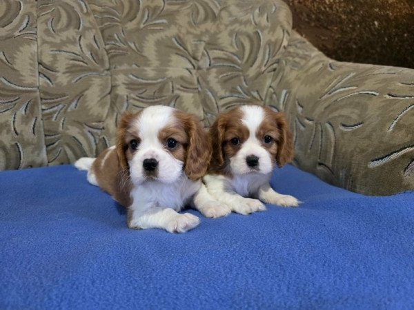 cavalier king charles spániel