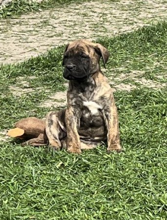 presa ,dogo canario